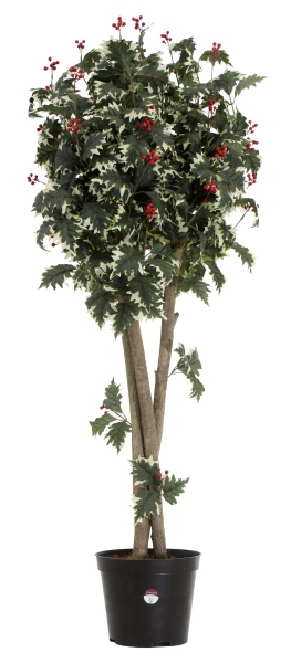 Калина Кристи